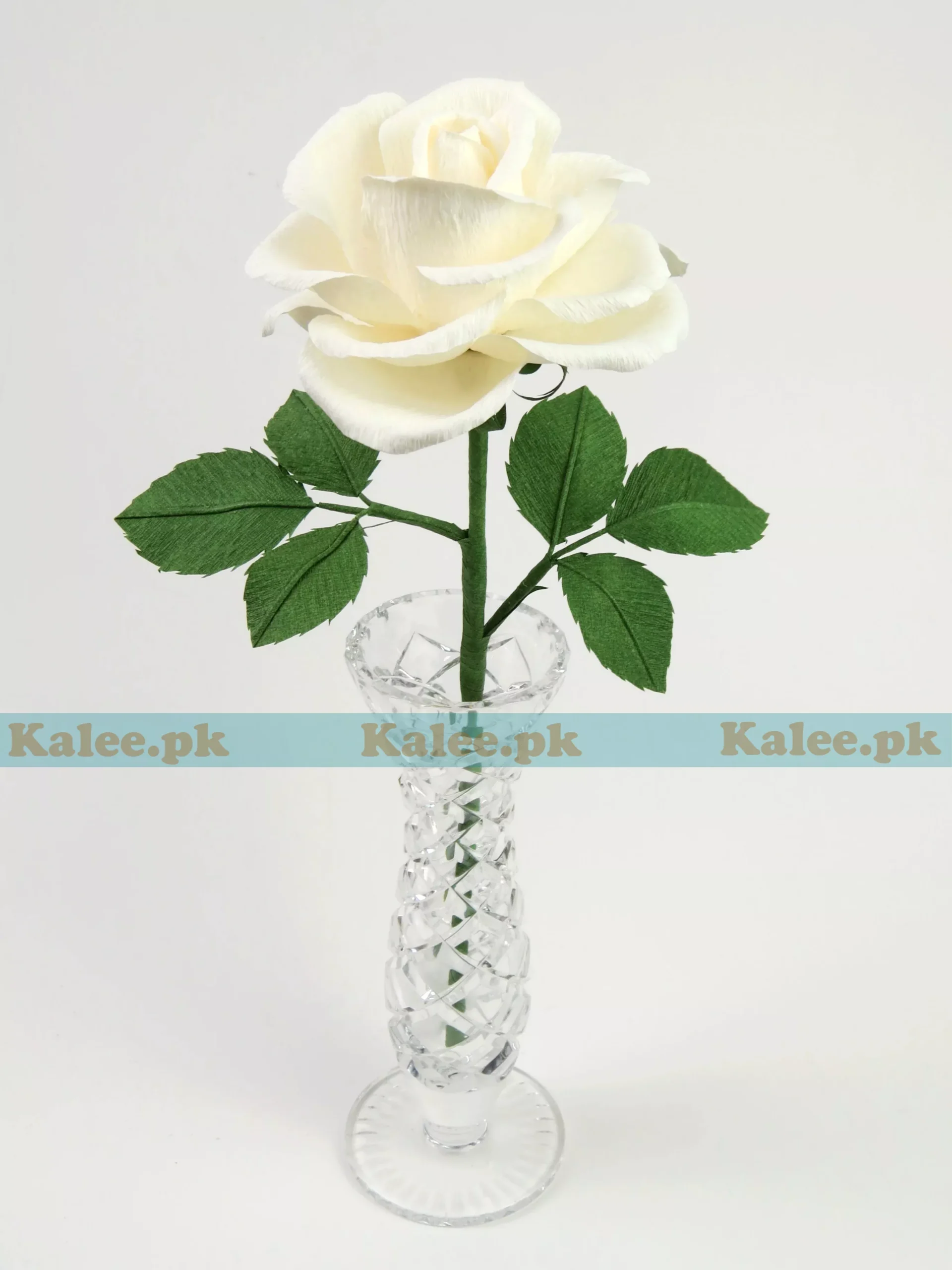 A pristine white rose bloom against a soft background.