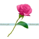 A delicate pink rose bloom.