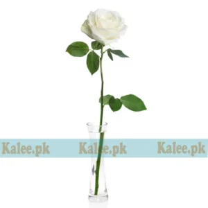 A pristine white rose bloom.