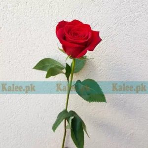 A stunning single red rose bloom.