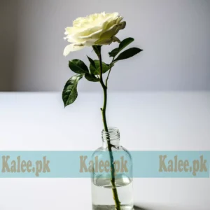 A pristine white rose bloom.
